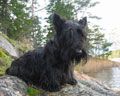 Scottish_Terrier
