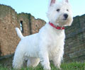 Westie
