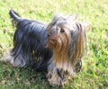 yorkshire_terrier