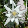 edelweiss